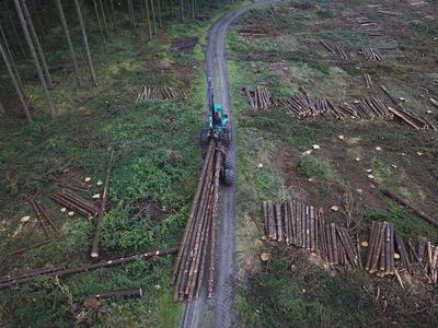 Langholz rücken #Gremo1250