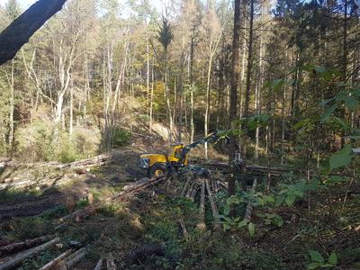 Aufarbeitung der zugefällten Bäume mit dem #EcoLog 580