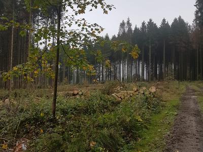 Der Käfer macht sich breit 
