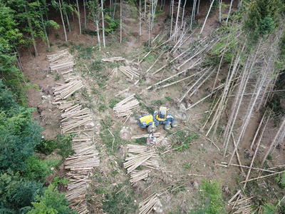 Käferfichten #EcoLog580