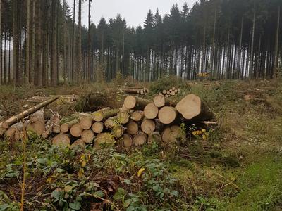 Holzernte in Käferbeständen