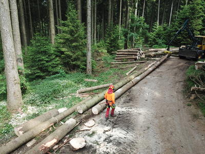 motormanuelle Holzernte